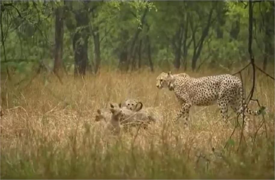 शावकों के साथ मस्ती करते दिखी मादा चीता गामिनी, कूनो नेशनल पार्क से खूबसूरत वीडियो आया सामने