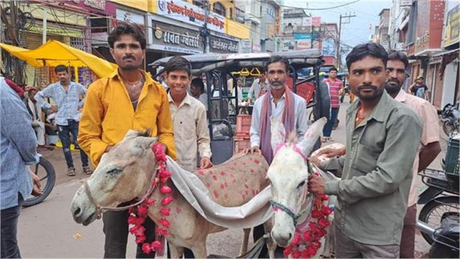 छतरपुर में अच्छी बारिश के लिए लोगों ने कराई गधे की शादी, बैंड बाजे के साथ निकाली गई बारात