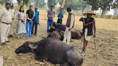 उमरिया के बांधवगढ़ में हाथियों के बाद अब कोदो खाने से लखनौटी और रोहनिया गांव में 22 भैंसे बीमार