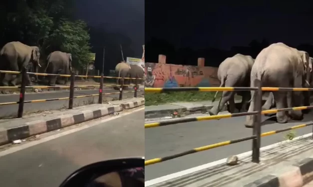 हरिद्वार शहर में बेखौफ घूम रहा हाथियों का झुंड, पहुंच गए गुरुकुल कांगड़ी यूनिवर्सिटी; दहशत में लोग