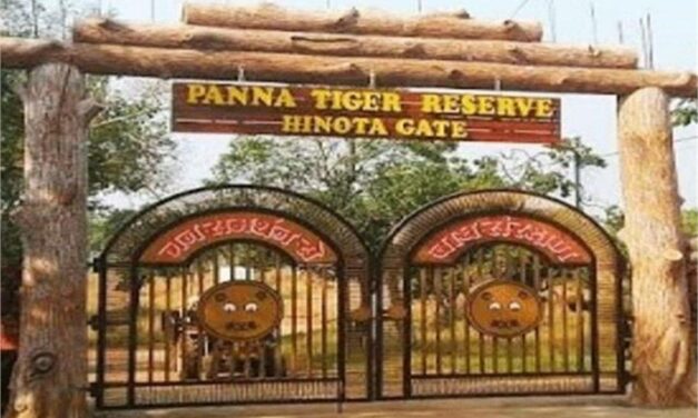 Christmas और New Year पर छुट्टियां मनाने आ रहे हैं Panna Tiger Reserve, तो सावधान…ये जानकारी आपके लिए महत्वपूर्ण है…