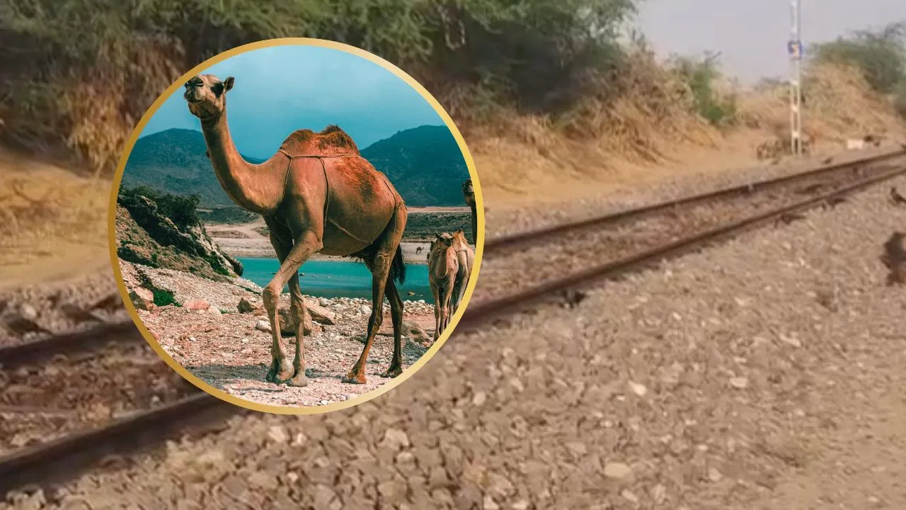 Jaisalmer Train Accident: जैसलमेर में भीषण रेल हादसा, 6 ऊंटों की ट्रेन से कटकर मौत; मरुस्थल के जहाज पर काल बनकर दौड़ी रेल