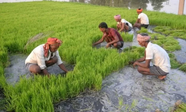 एक क्विंटल धान या गेहूं पैदा करने में किसानों का कितना खर्च आता है? CM योगी ने बताया